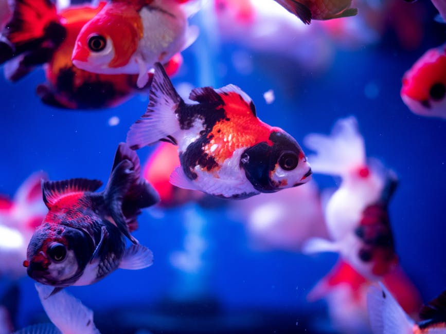 Goldfish in tranquil water